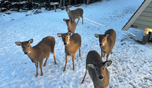 Shamrock w2 queen beds. Pet friendly and Ski out. You’ll feel lucky!