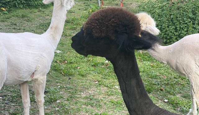 Shepherd's Hut at St Anne's - Costal Location