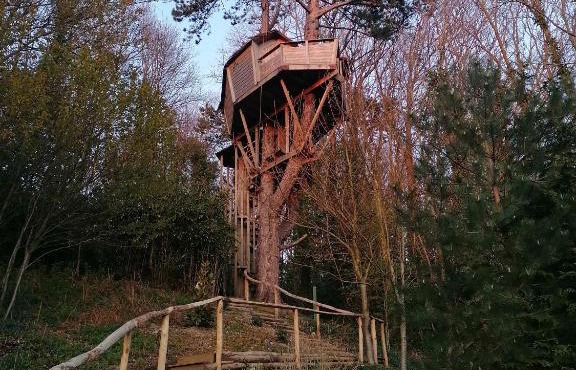SHERWOOD TREE