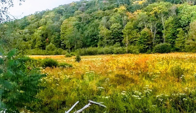 ShineOn Valley- Back Bottom Camp