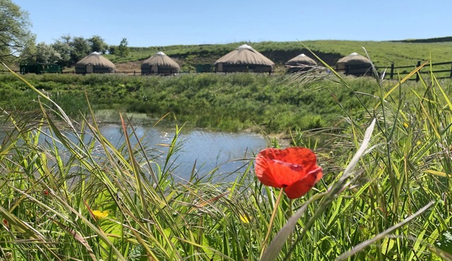 Shire Farm Yurt Village