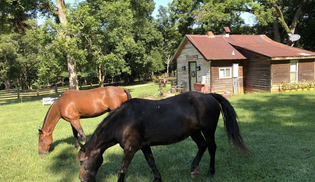 Shoofly Farm - Applehouse Cottage Luxury stay - staff - Pickleball +Breakfast