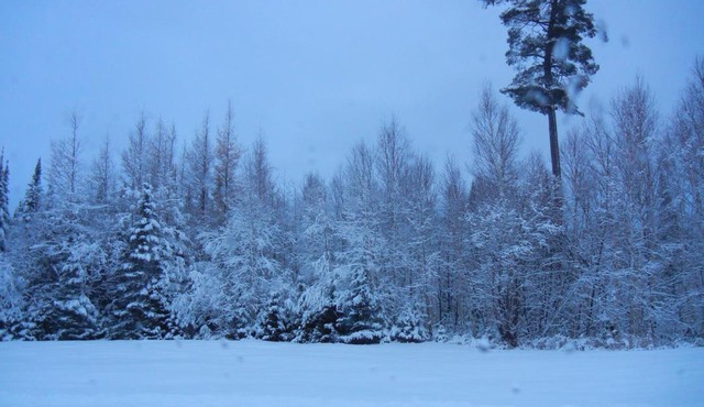 Shores of Deer Lake