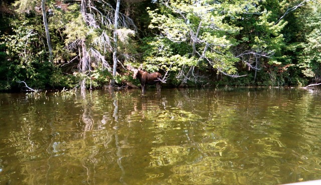 'Simple Abundance' - Timeless Maine Lakefront Cabin, Deck And Canoe