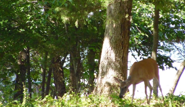 Simple, Clean, and Quiet Lakeside Getaway