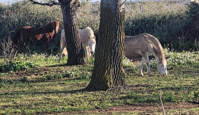 Single-storey house with swimming pool 10 minutes from the beach