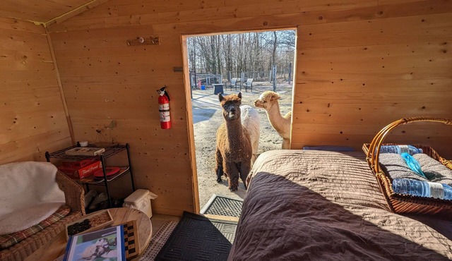 Sleep with Alpacas in Port Hope, an hour away from Toronto