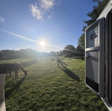 Sleep with Alpacas I Glamping Retreat in National Park Thy