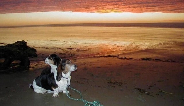 Smugglers Cove - Dog Friendly walk to beach