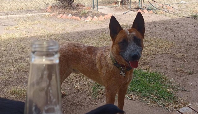 Snakes a plenty, rough country accommodation, no electronic communications.