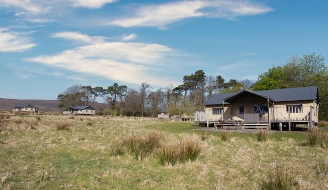 Snipe at Bleasdale, Lancashire
