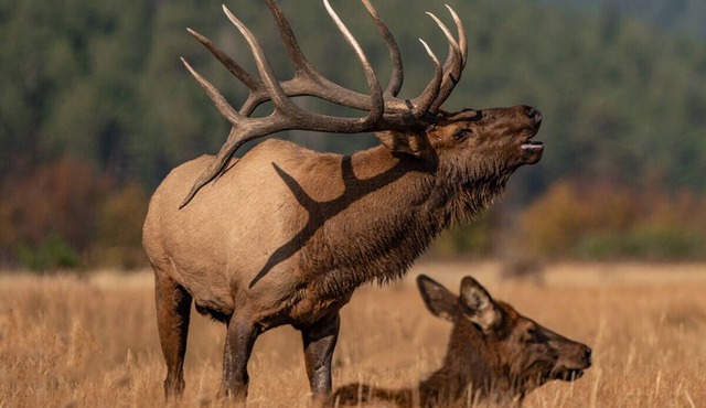 Soar with the Eagles and hibernate with the Bears.