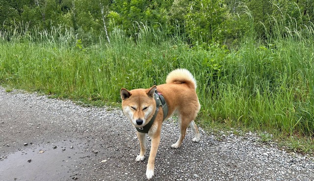 Soothing 3-bedroom apartment with WiFi in charming Voiron