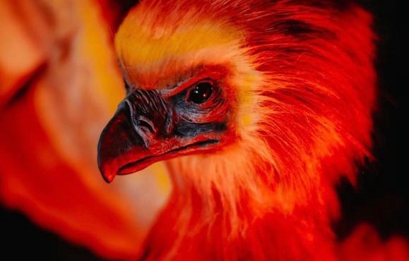 Sorcier Magique & Expérience Immersive