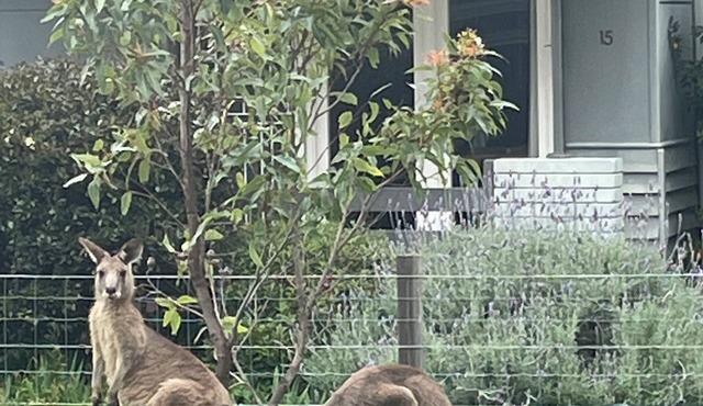 South Durras Beach Cottage - 2 minute walk to BEACH & Murramarang National Park