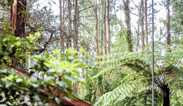 Spa Cottage in 7 acre Rain Forest Paradise