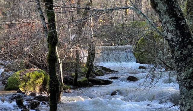 Spacious 1-bedroom pet-friendly apartment in brilliant Nevada City
