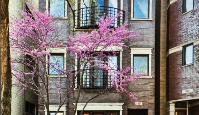 Spacious 3/2 Duplex In Wicker Park Area