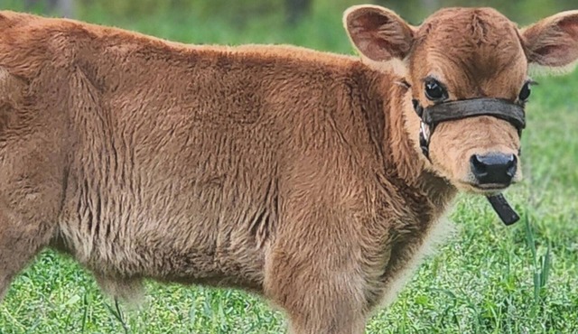 Spacious 5-bedroom estate in brilliant Cottonwood with no wifi, AC and heat