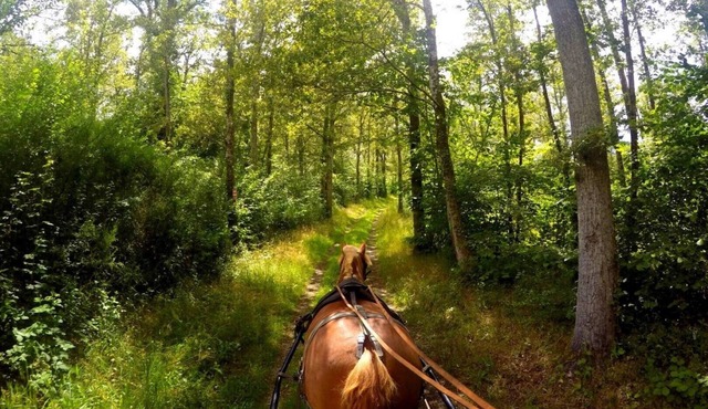 Spacious cottage l'Ecurie 8 people