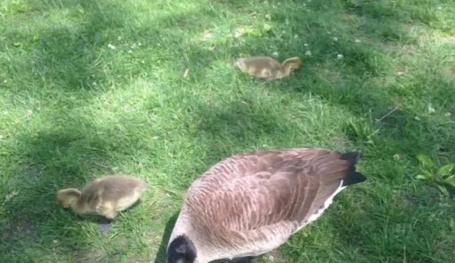 Special Skaneateles farm apt! …i.e.”the granary” #3