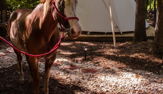 Spirit Lodge ~ Upscale Camping in Authentic Tipi