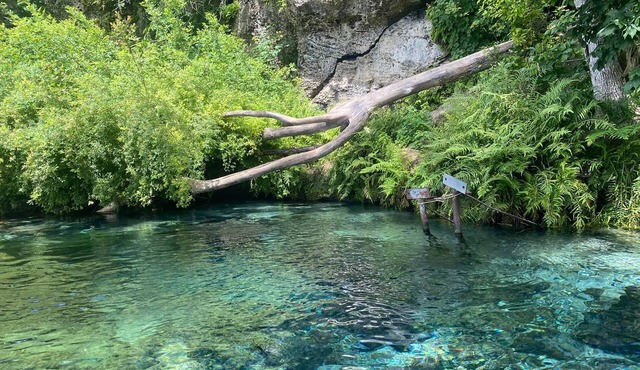 Spring Green on the Millpond