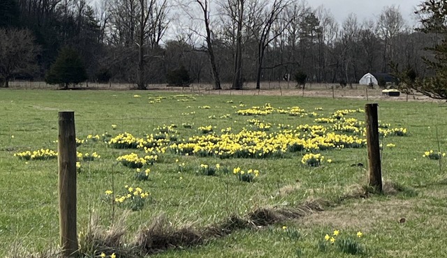 Spring has arrived. No charge for the view!