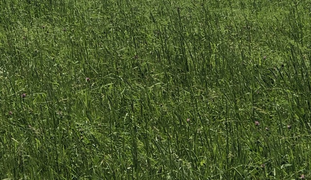 Spring Mountain Serenity