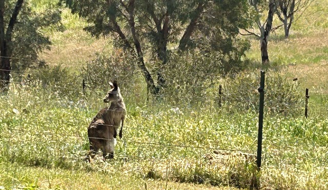 Spring Valley Farmhouse, 5 beds, Hot Tub, Pet Friendly