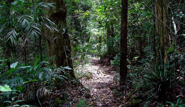 Springbrook Lyrebird Retreat