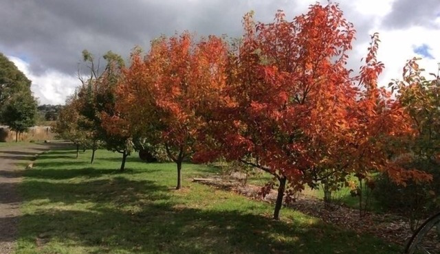 Springfield Cottage - quiet getaway