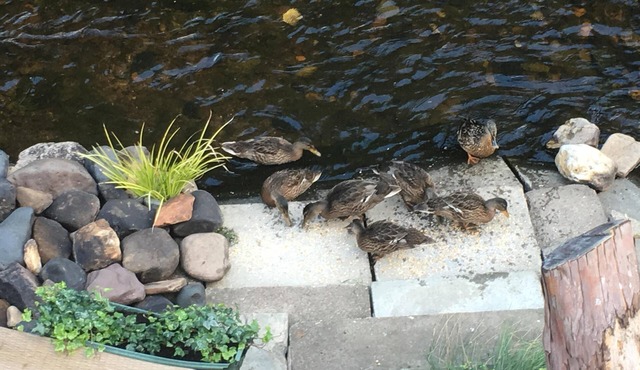 Stag Lodge with River View at Kevock Vale Park