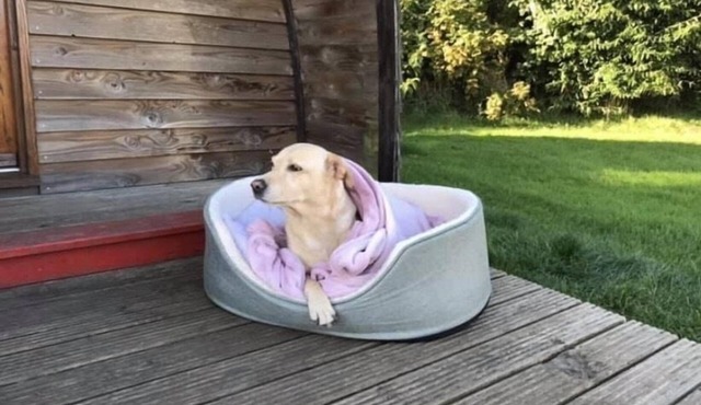 Standard Dog Friendly Wooden Cabin