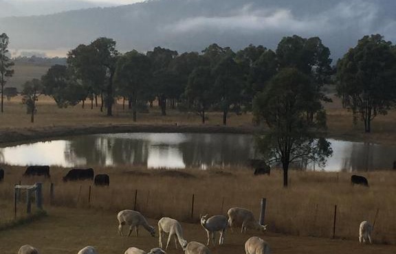Starline Alpacas Farmstay Resort