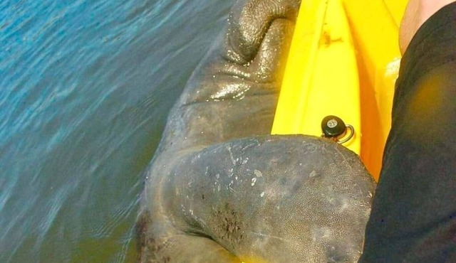 Stay and kayak with dolphins manatees