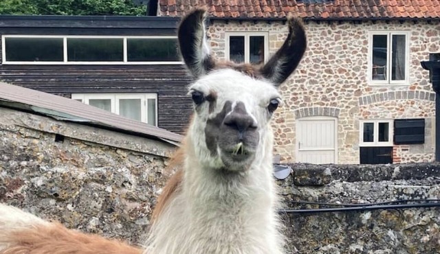Stay on a Llama Farm! 2-bed cottage with games room near Bath & Wells