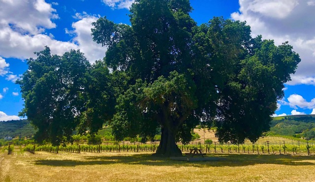 #StayHere Lp3 paso robles country cottage netflix series stay here