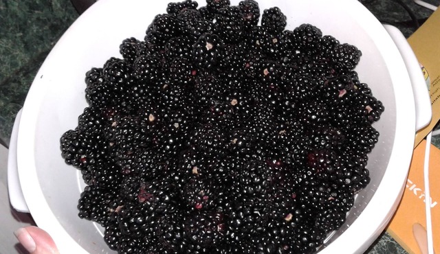 Stillhouse Hideaway on a Distillery and organic blueberry/blackberry farm