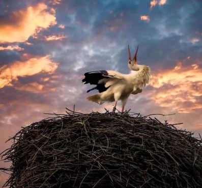 Storchennest in Neuried