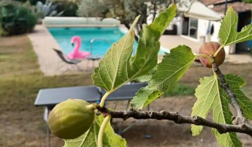 Studio Provence VAR piscine vin