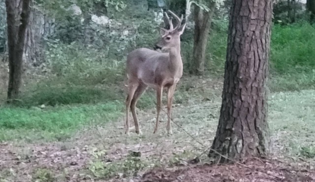 Studio apartment in the Country-private entrance-long term