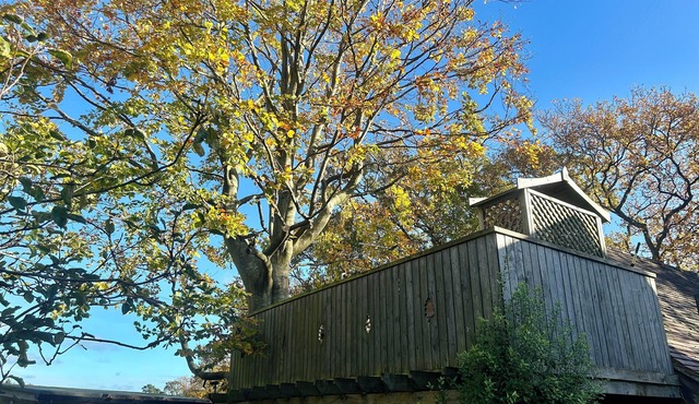 Studio & balcony with tree growing through it, spiral staircase, stunning views.