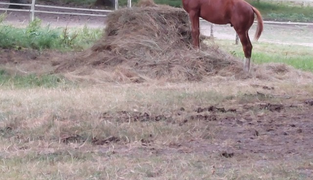 Studio Dans Bazadaise sud Gironde Dans un Élevage de Chevaux