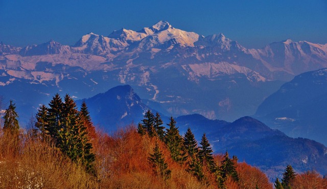 Studio Flowers of the Alps