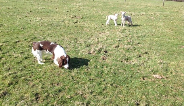 Stunning family friendly Rural Devonshire Hideaway
