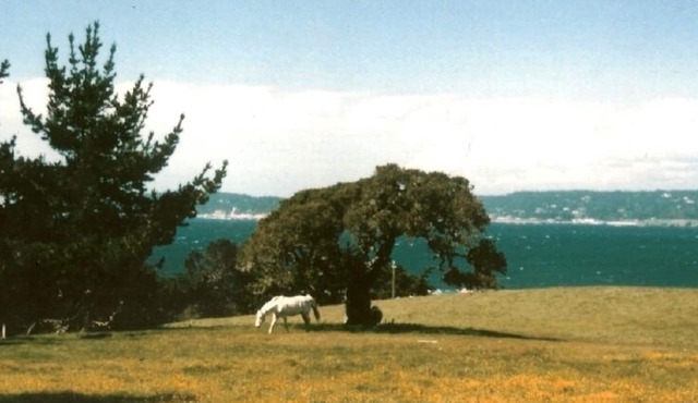 Stunning Ranch Home with Ocean Views