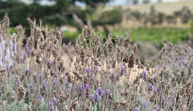 Stylish 3-bedroom cottage set amongst the vines