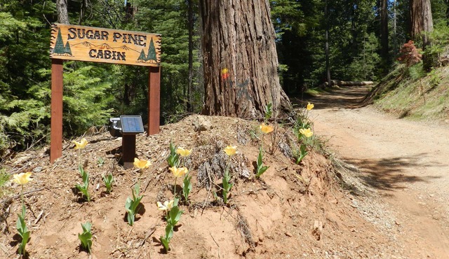 Sugar Pine Cabin in beautiful Mariposa Pines