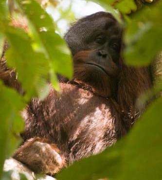 Sukau Village View Stay & Backpackers